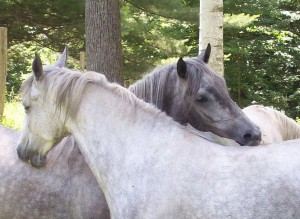 Medina and Fabiola