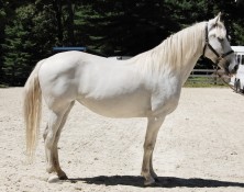 Bellissima – 46 (Imported)