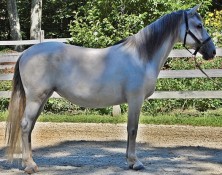 Capra – 64 (Imported)