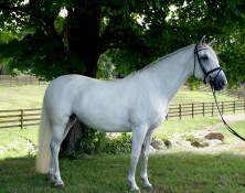 Medina – 49 (Imported)