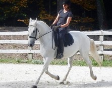 Bellissima – 46 (Imported)